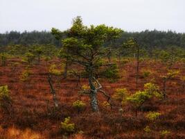 A lone tree stands in the middle of a field photo