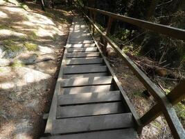 A wooden walkway in the woods photo