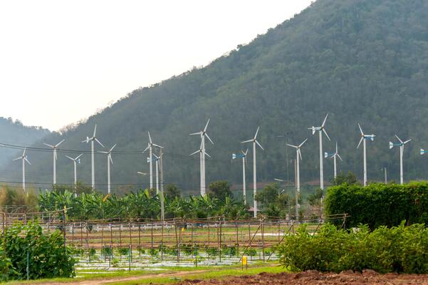 A field of green grass