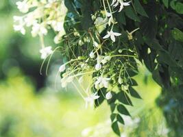 indain cork tree flower blooming in winter and good smail photo