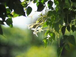 indain cork tree flower blooming in winter and good smail photo
