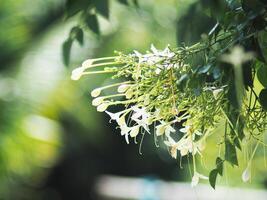 indain cork tree flower blooming in winter and good smail photo