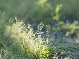 sunlight grass flied and blur background bokeh sweet flower photo