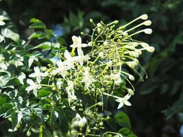 indain cork tree flower blooming in winter and good smail photo