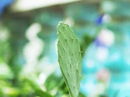 Cereus hildmannianus Jamacaru cactus plant decorate and gardenning photo