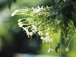 indain cork tree flower blooming in winter and good smail photo