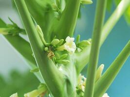 papaya flower blooming on tree good healthy food and grow to friut photo
