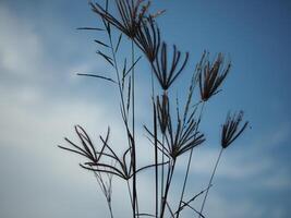 grass and blue sky background and fressness weather photo