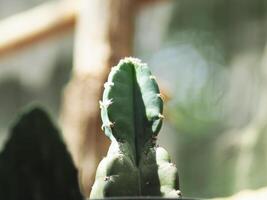 Cereus hildmannianus Jamacaru cactus plant decorate and gardenning photo