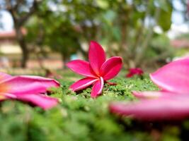 Pink flowers on the grass in front of a building photo