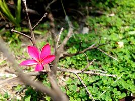 A single pink flower is growing on a branch photo