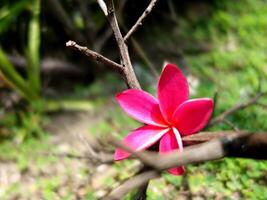 A single pink flower is on a branch photo