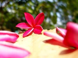 A close up of a flower with a green background photo
