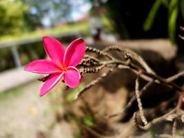 A pink flower is on a branch in the grass photo