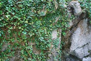 Close up surface and detail of tree trunk covered with green moss and lichen photo