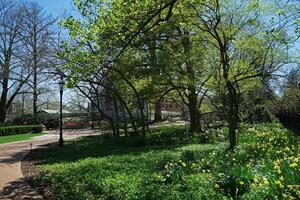 Green park with arrangement of big tree, flowers and buildings at 'MISSOURI BOTANICAL GARDEN'- Saint Louis town, MO photo