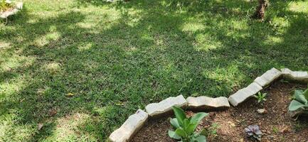 Green Grass on Ground Surface photo