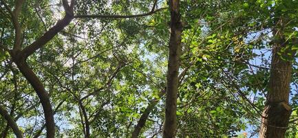 Trees and Tree Trunks in Nature photo