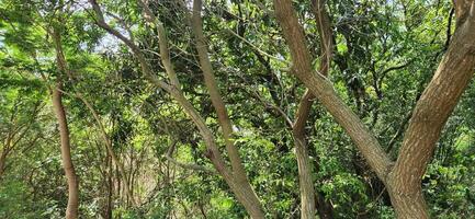 Trees and Tree Trunks in Nature photo