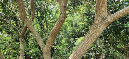 Trees and Tree Trunks in Nature photo