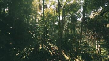 Lush greenery of the jungle in Vietnam during a sunny afternoon video