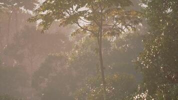 Misty morning in a lush jungle filled with vibrant greenery and sunlight video