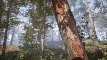 A close up view of a textured tree trunk in a serene forest during daylight video