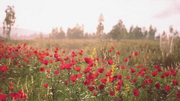 Vibrant poppy field blooming under the warm sunlight in early summer video