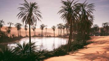 Tranquil oasis with palm trees under a soft sunset sky in a desert landscape video
