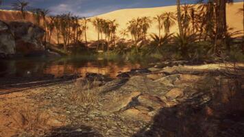 Calm oasis surrounded by palms and desert dunes during golden hour video