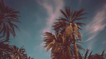 Tall palm trees reaching towards a clear blue sky in a tropical setting video