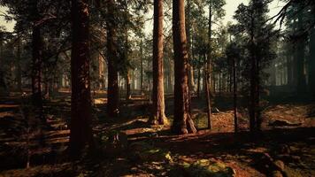 Majestic sequoia trees stand tall in a tranquil forest at dawn video