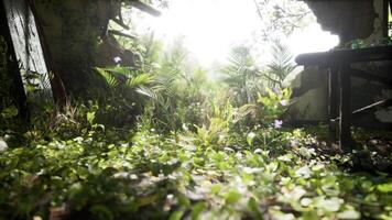 Sunlight filters through overgrown ruins in a tranquil abandoned garden video
