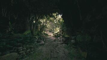 Exploring the lush pathways of the Cambodian jungle in midday sunlight video