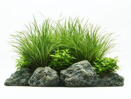 Halophila engelmannii seagrass displays pairs narrow slightly curved medium green leaves intricate vein patterns isolated sharply white background. photo
