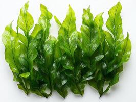 Halophila johnsonii seagrass showcases its striking green paddle shaped leaves arranged oppositely highlighting intricate textures and details white background. photo