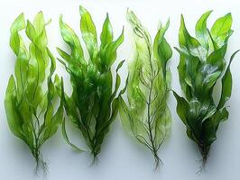 composition features Halodule uninervis its slender hair like leaves which exhibit distinct notches tips highlighted clean white backdrop. photo