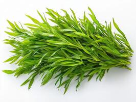 Posidonia angustifolia showcases its unique narrow leaves and vibrant green colors clean backdrop revealing fine textures and linear patterns stunning detail. photo