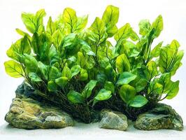 Ruppia maritima seagrass displays its unique thin leaves and delicate light green stems emphasizing fine textures pristine white background captivating natural aesthetic. photo