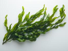 Halophila engelmannii seagrass displays pairs slender slightly curved leaves medium green hues. fine vein patterns are highlighted sharp clarity contrasting white background. photo