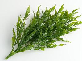 Posidonia angustifolia seagrass showcases its narrow and elongated leaves characterized pointed tips rich green hues and intricate linear textures set pristine white backdrop. photo