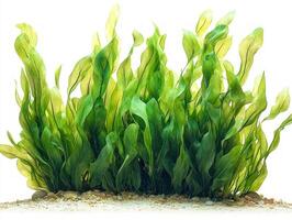 composition showcases Syringodium isoetifolium seagrass its elongated smooth leaves highlighted white backdrop emphasizing its vibrant green coloration and fine texture. photo