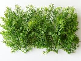 focus Ruppia maritima seagrass displaying slender thread like leaves and delicate stems light green hue highlighting its fine textures and natural beauty white surface. photo