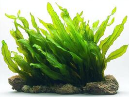 Thalassia testudinum seagrass showcases its bright green wide flat leaves emphasizing sturdy texture and form sharp focus clean white backdrop. photo