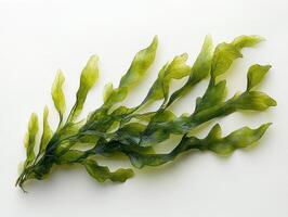 Displaying intricate details Halophila ovalis seagrass showcasing its light green leaves and delicate textures emphasizing beauty marine plant variety clear format photo