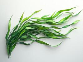 composition showcases Halophila ovalis delicate light green oval leaves connected slender rhizomes emphasizing beauty seagrass high definition detail. photo
