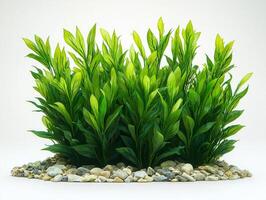 composition showcases Cymodocea rotundata its bright green short wide leaves and rounded ends highlighting plants intricate leaf structures clear isolation white backdrop photo