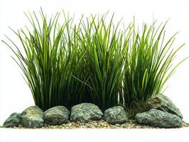Posidonia oceanica seagrass exhibits long ribbon like green leaves rounded tips showcasing intricate textures and vein patterns presented sharp focus clean white background. photo