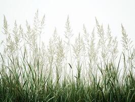 Halophila decipiens seagrass stands its fine lanceolate leaves displaying pale green hues and sharp tips enhancing beauty underwater vegetation minimalistic setting. photo
