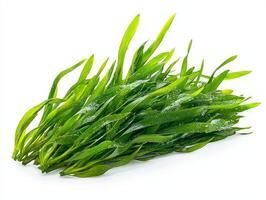 seagrass displays broad ribbon like leaves rounded tips medium green coloration highlighting intricate vein patterns clean white setting. photo